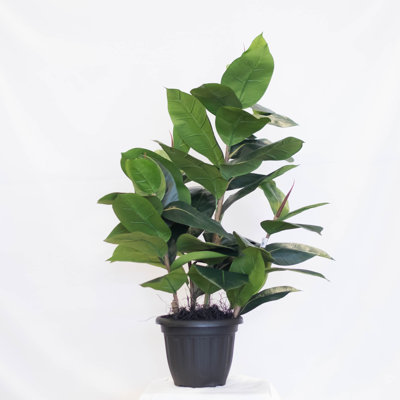 Doublure en pot ficus en caoutchouc