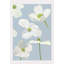 White Dogwood Blossoms Print-515795857-515795861