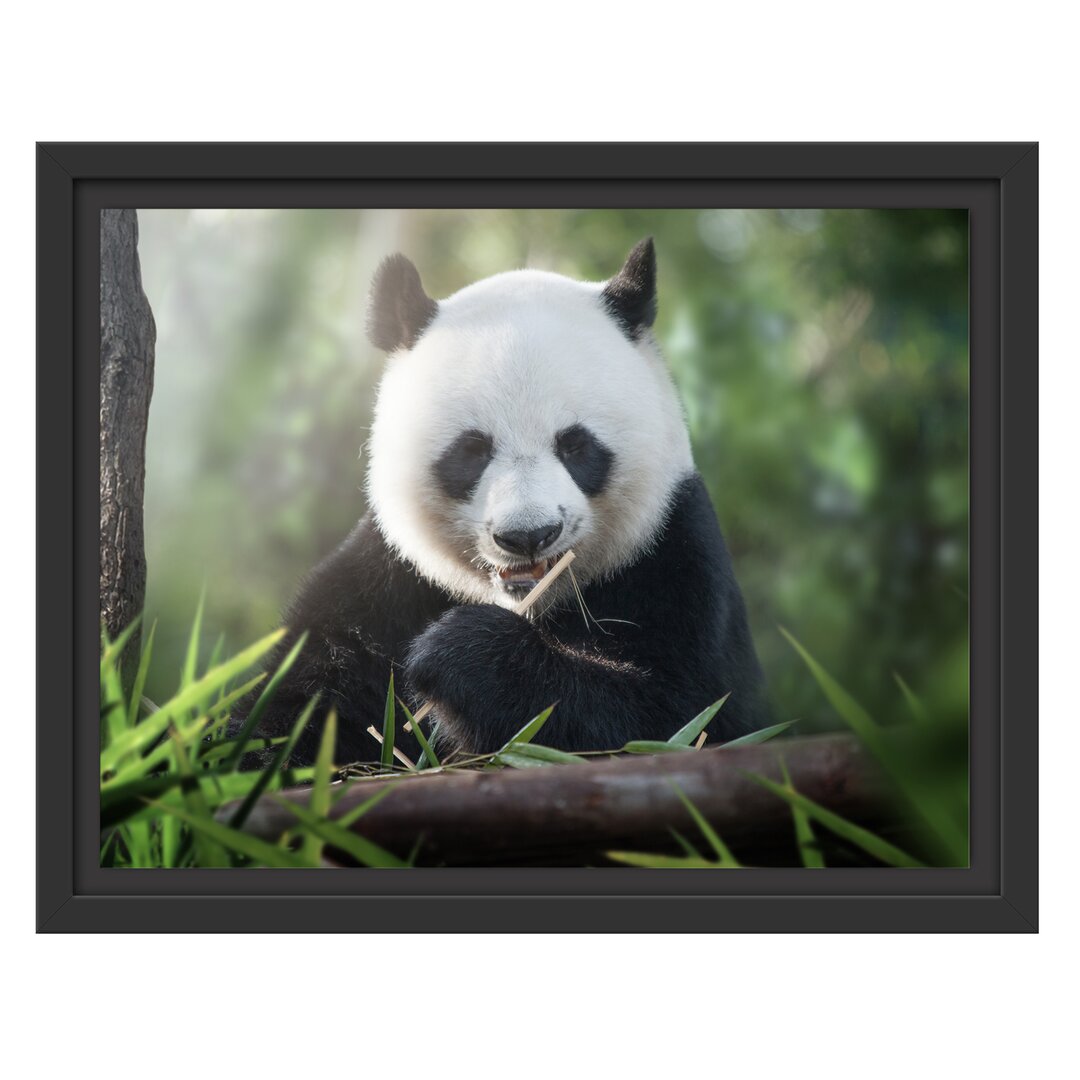 Gerahmtes Wandbild Niedlicher Panda isst Bambus