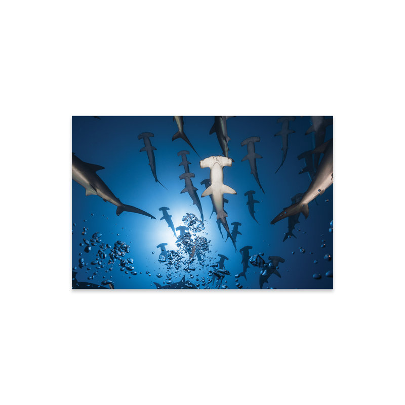 " Hammerhead Shark " by Barathieu Gabriel