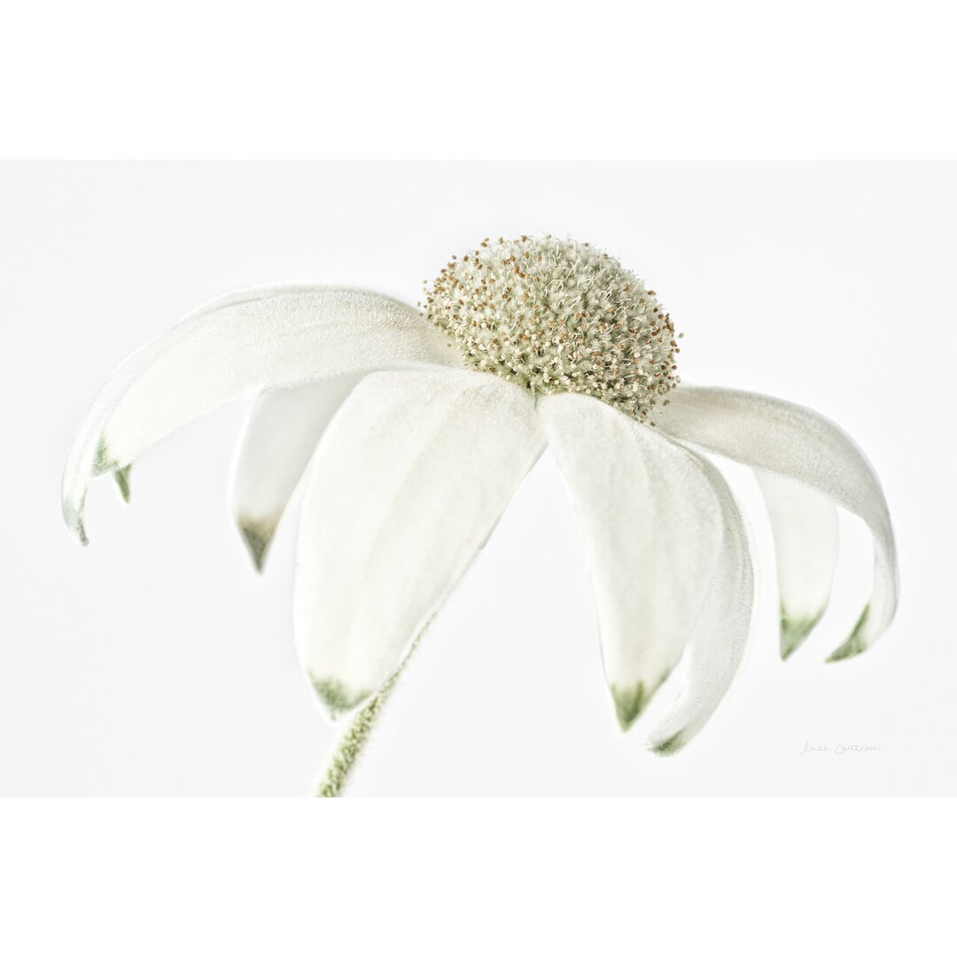 Leinwandbild Flannel Flower von Elise Catterall