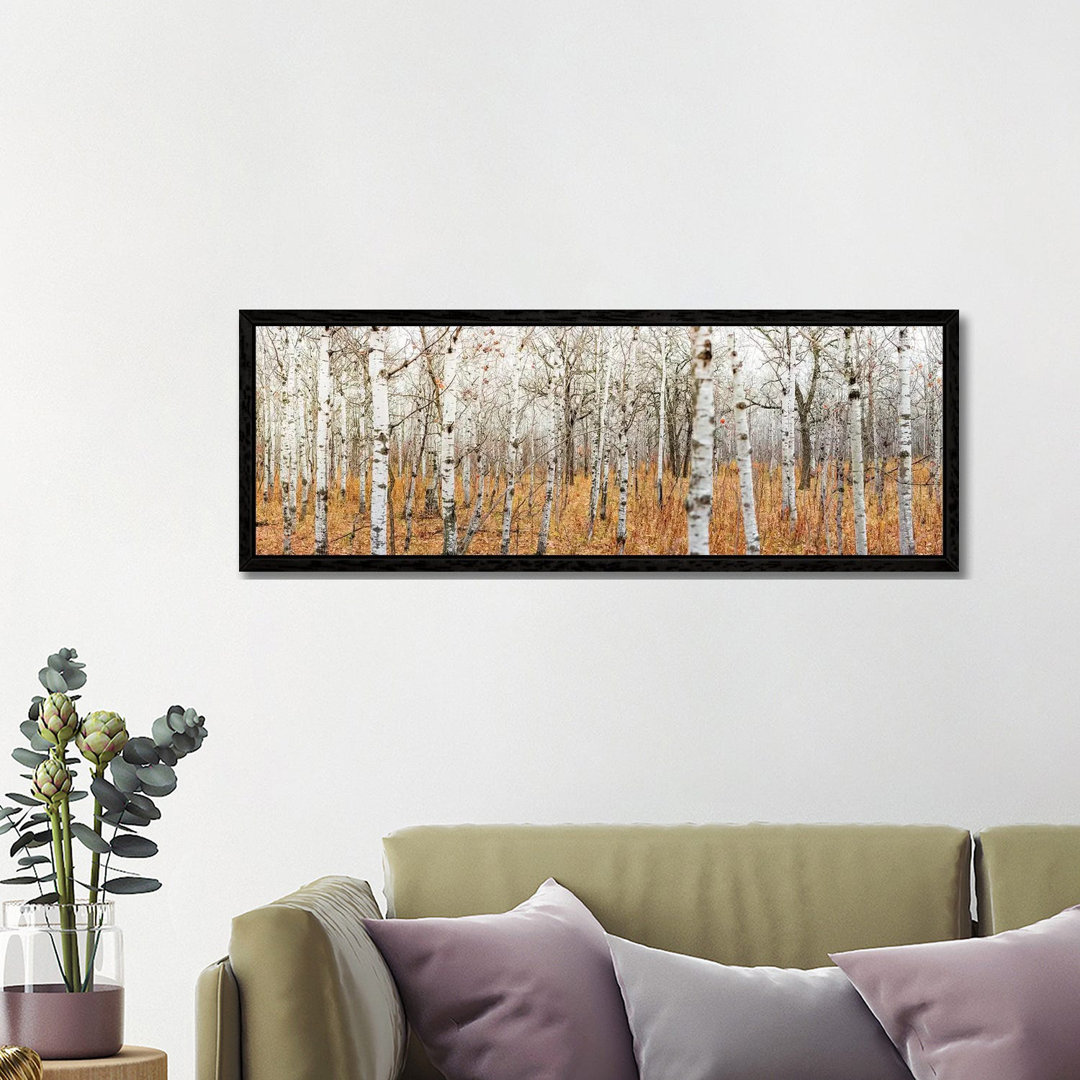 Birch Grove Panoramic by Nik Rave - Panoramic Print on Canvas
