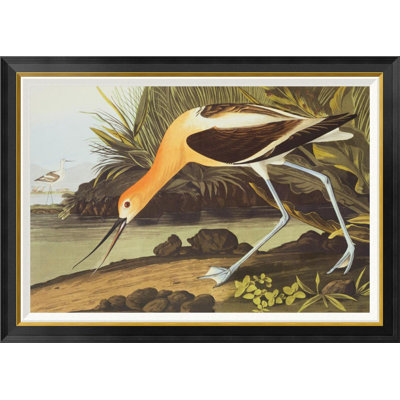 " American Avocet " by James Audubon