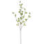 MORNING GLORY VINE BRANCH