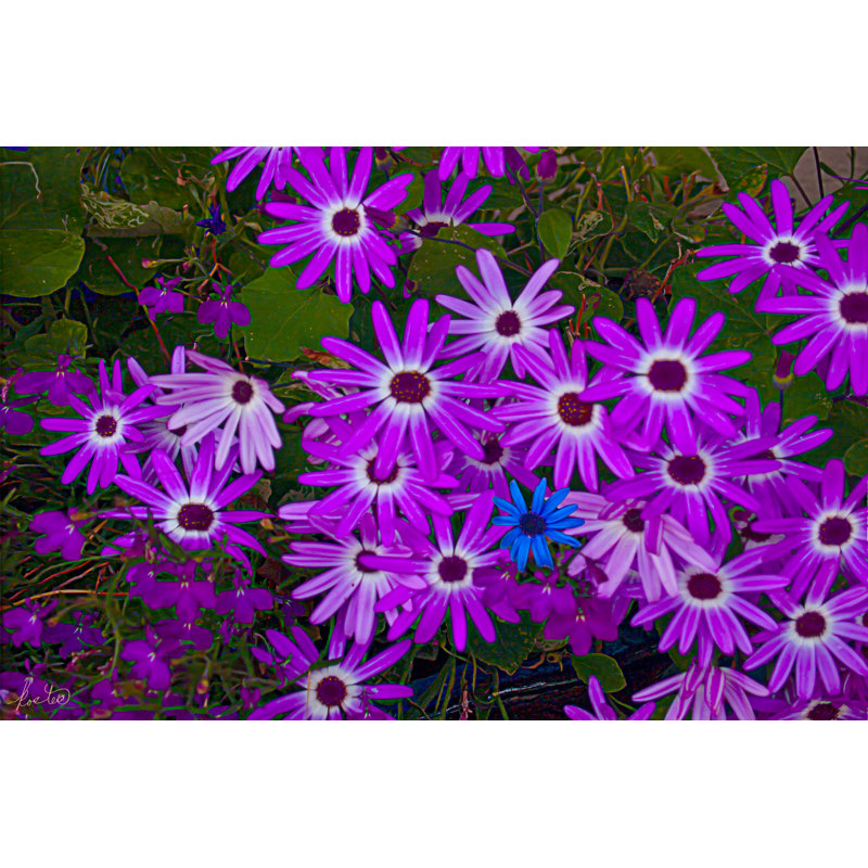 Purple Daisies Print by Tom Kostes