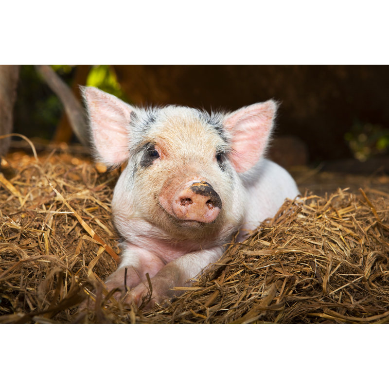 Sleepy Piglet by Davidevison - Wrapped Canvas Print, 20cm H x 30cm W x 3.8cm D