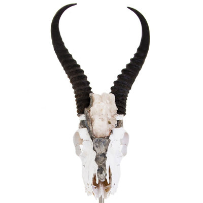 Colbee Animals Bust
