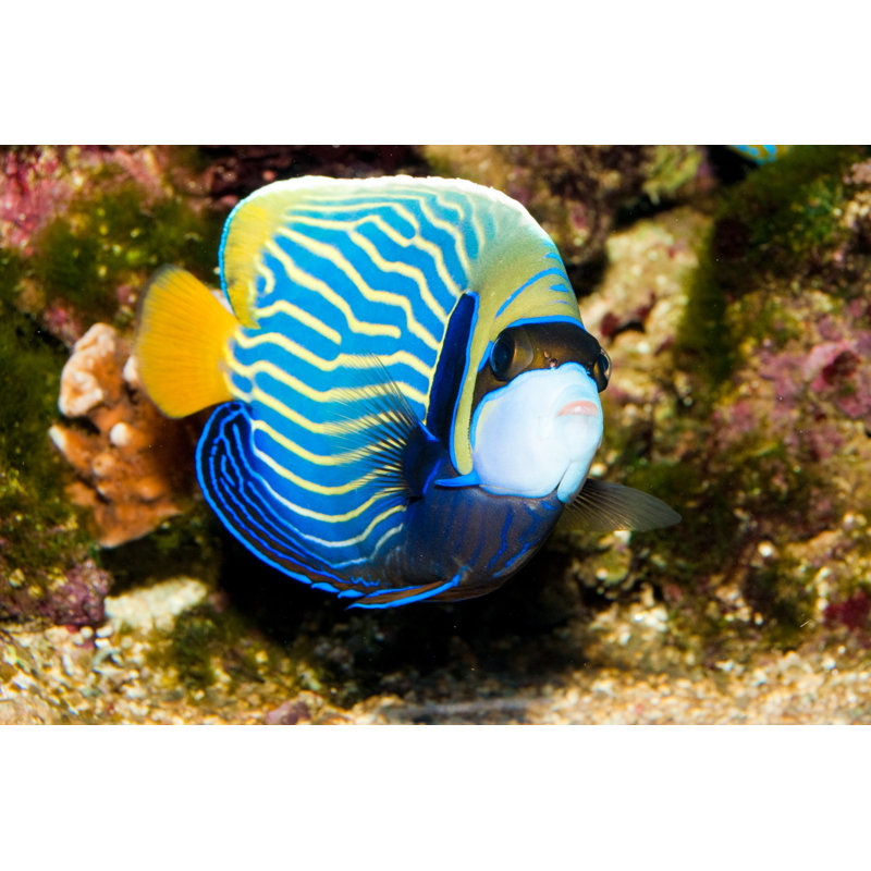 Emperor Angelfish by Shurub - Wrapped Canvas Print, 30cm H x 46cm W