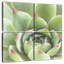 Harnek Garden Succulents III