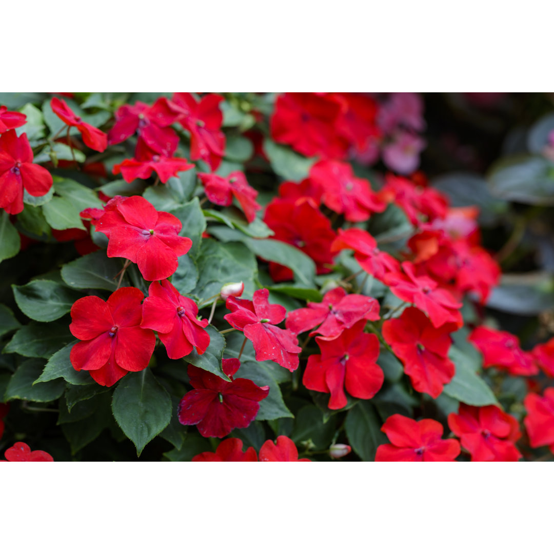 Fotografie auf Leinwand Beautiful Red Impatiens Flowers in the Garden von Yod67