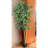 Faux Ficus Tree in Planter-62910020