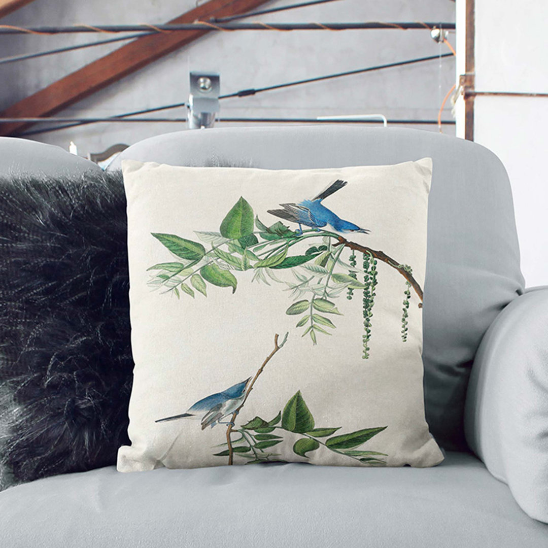 Blue & Grey Flycatcher Birds By John James Audubon