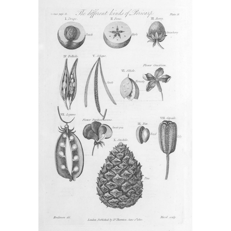 Elements Of Botany III by Wild Apple Portfolio - Wrapped Canvas Print, 30cm H x 20cm W x 3.8cm D