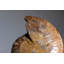 Calcified Ammonite Halve From Madagascar (.7 lbs)