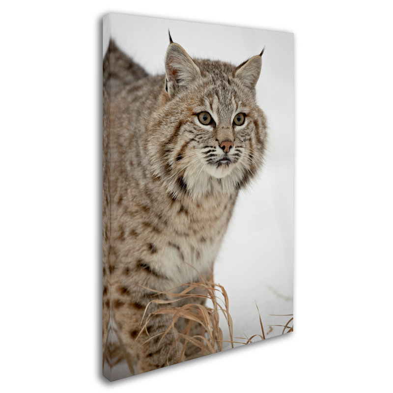 Ann "Animal Portrait", reproduction de photo sur toile tendue, H 47 po x l 30 po