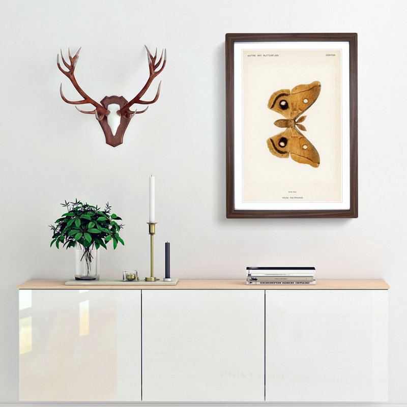 Polyphemus Moth by S.F. Denton - Picture Frame Painting Print, 36cm H x 27cm W x 2cm D, Walnut Framed