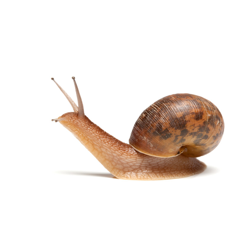 Escargot de jardin par Cuiphoto, H 12 po x l 18 po
