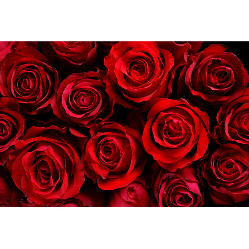 Red Roses by Malerapaso - No Frame Print on Canvas, 61cm H x 91cm W