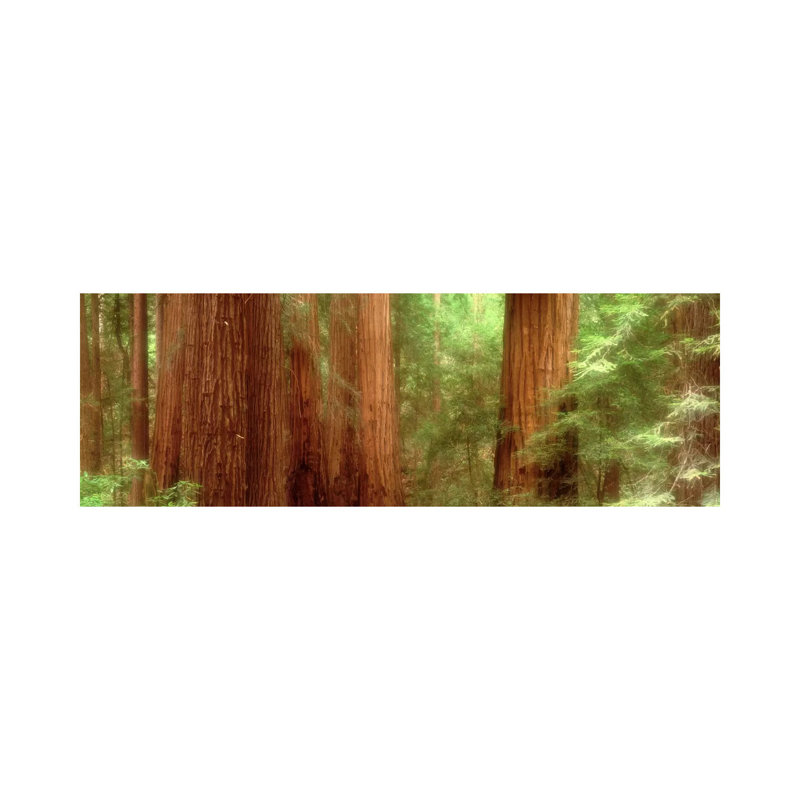 Redwood Trees, Muir Woods, California, USA 1 Piece Wrapped Canvas Panoramic Wall Art, 30.48 cm H x 91.44 cm W x 1.91 cm D