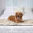 Faux Fur Bed Runner-1967850276-1967850277