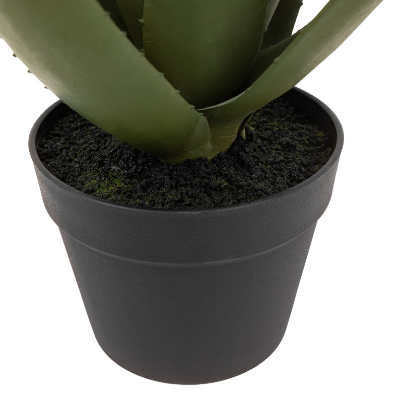 Aloe Potted Plant with Flower, Green