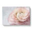 Pink Ranunculus Flower - Wrapped Canvas-56637593