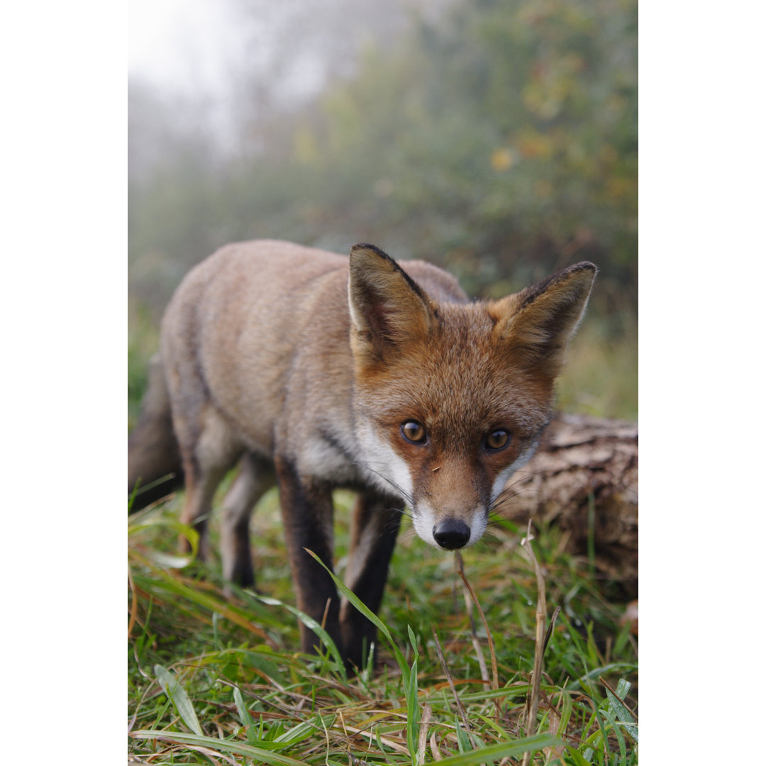 Roter Fuchs von GP232 - Leinwand Kunstdrucke