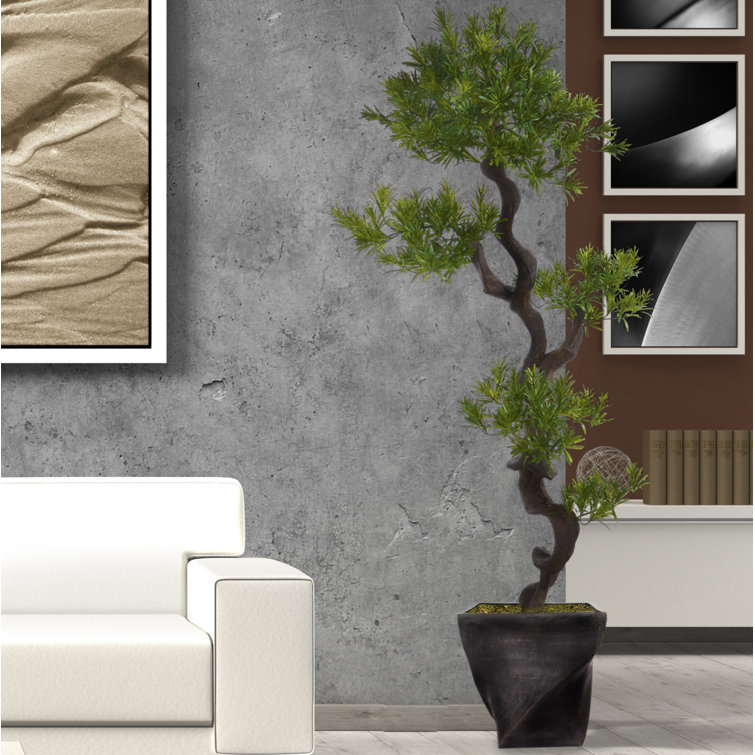 Panama Tree in Planter