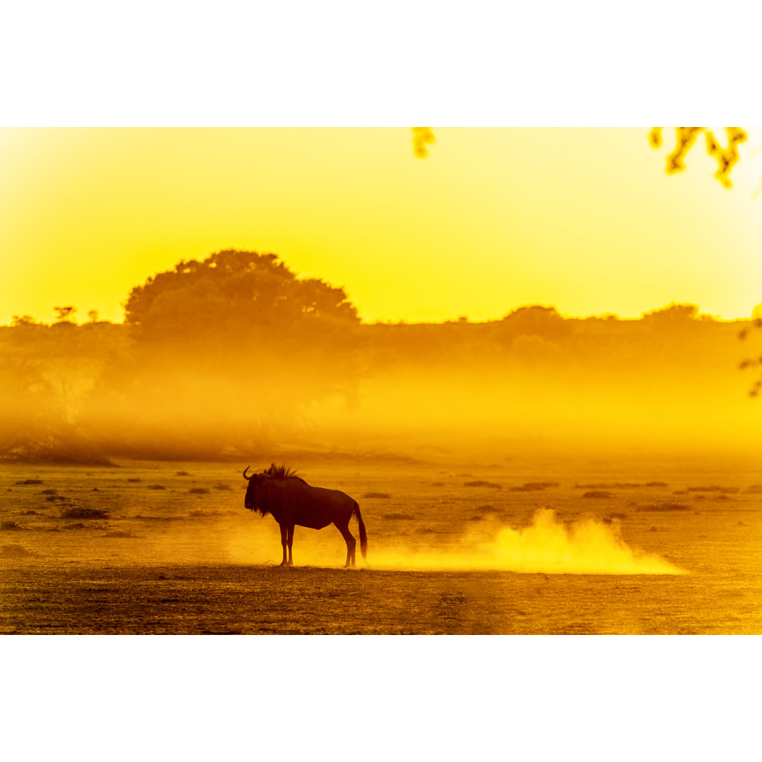 Wildebeest Standing In Dusty Kalahari Dawn von Sproetniek - Ohne Rahmen auf Leinwand drucken