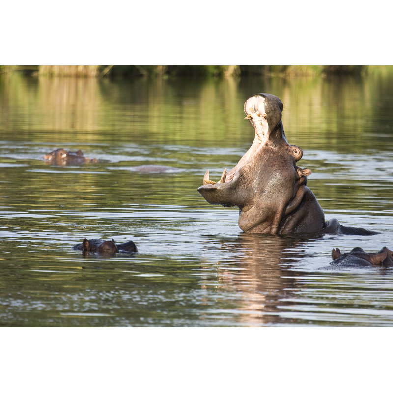 Wild Hippo Yawning by SundariJi - Wrapped Canvas Print, 20cm H x 30cm W