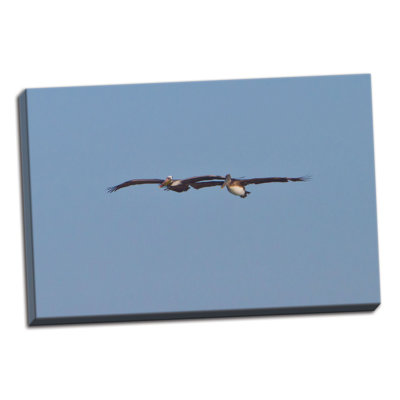 «Pelicans in Flight I», reproduction de photo sur toile tendue
