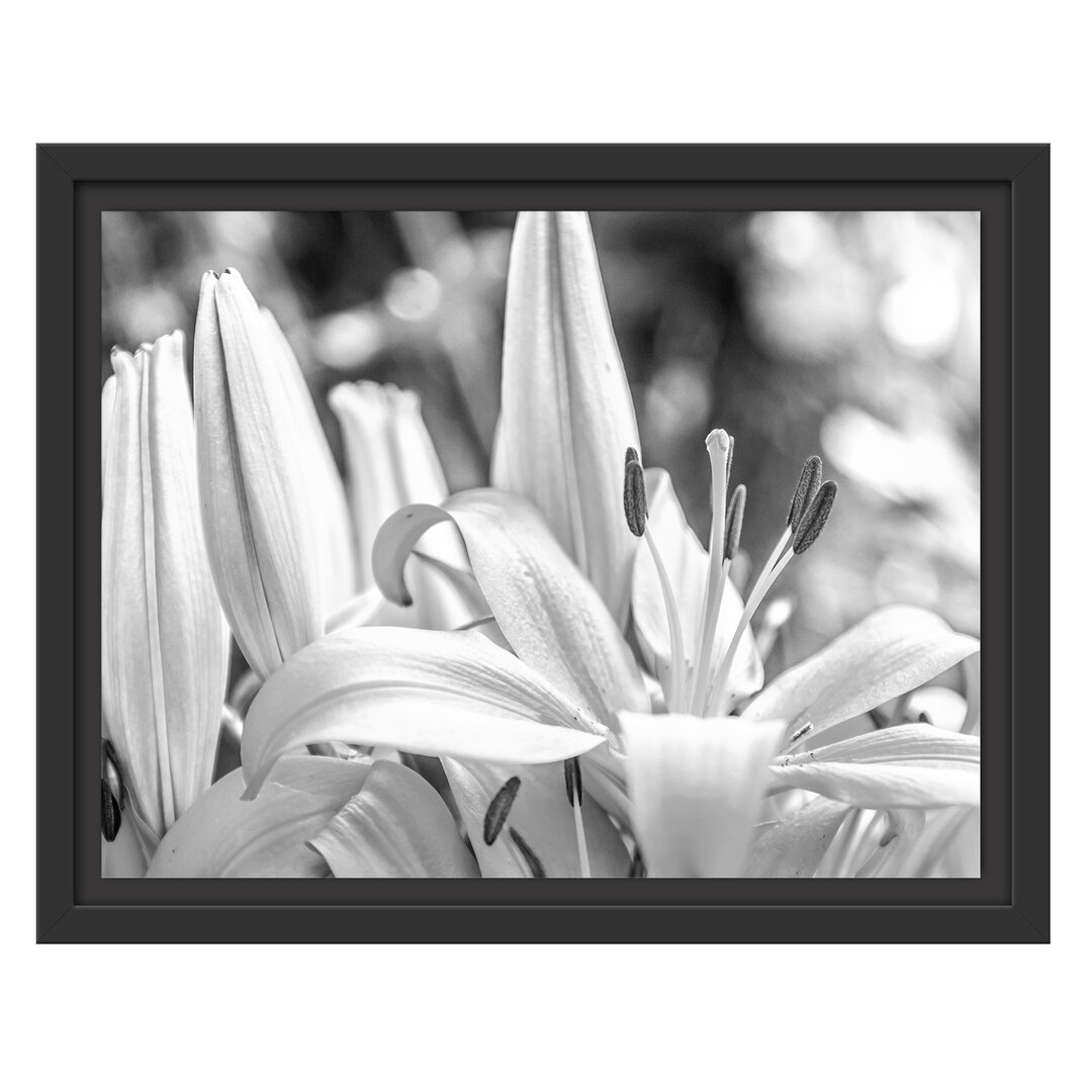 Gerahmtes Wandbild schöne orangene Lilien Kunst B&W