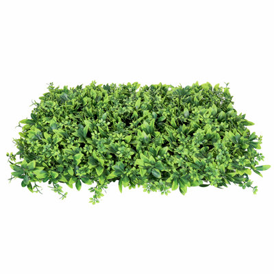 Écran d'intimité 24 po Schefflera