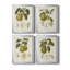 Vintage Pears I - ensemble de 4 peintures sur toile encadrées-132401847-132401846