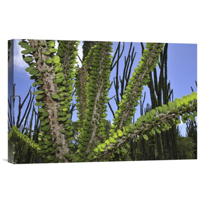 " Madagascan Ocotillo "