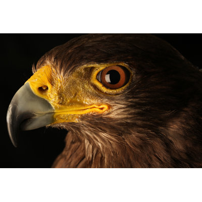 Eyes Eagle - Wrapped Canvas Print