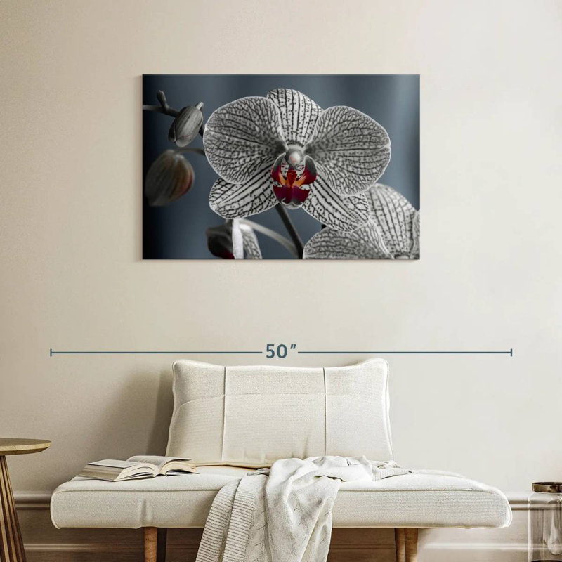 Orchidée blanche striée, H 24 po x l 36 po