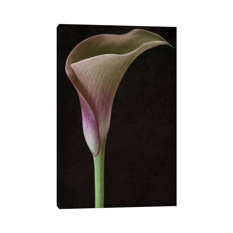 Calla Lily II by Alyson Fennell - Wrapped Canvas Print, 66.04cm H x 45.72cm W