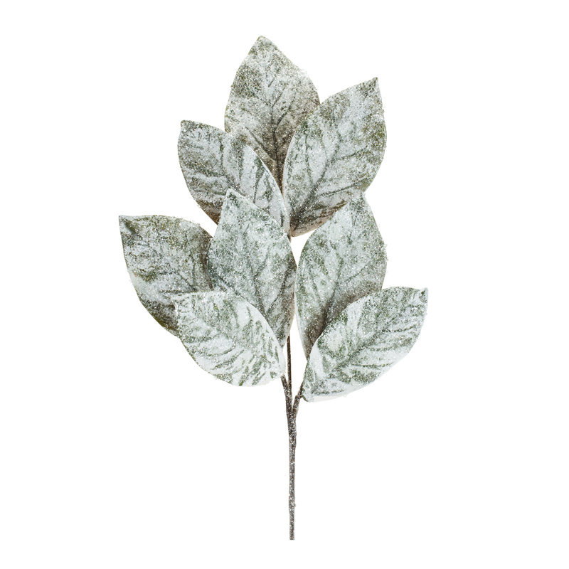 Magnolia vapeur