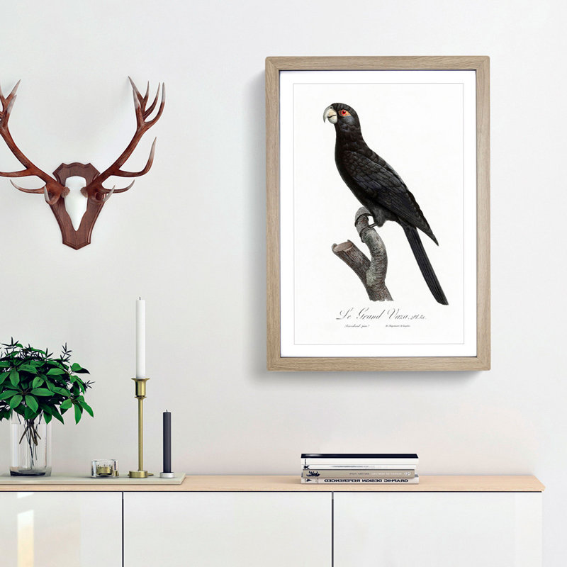 Greater Vasa Parrot by F. Levaillant - Picture Frame Painting Print, Oak Framed, 36cm H x 27cm W x 2cm D