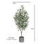 Olive sans fruit 4 'en pot
