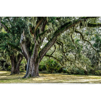 " Carolina Winter "