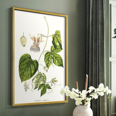 Passion Flower Trio I Framed Print - Solid Wood