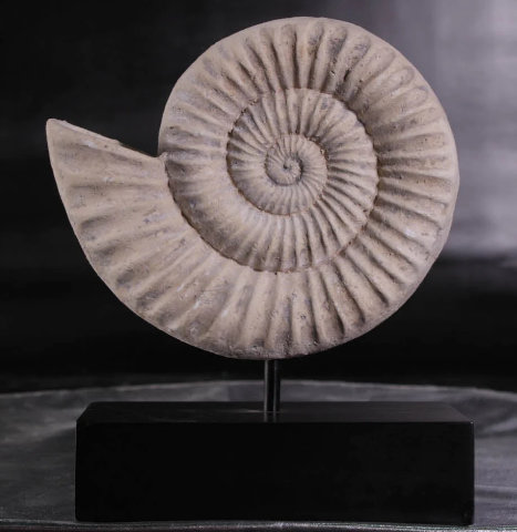 Statue en spirale de coquille fossile Algol