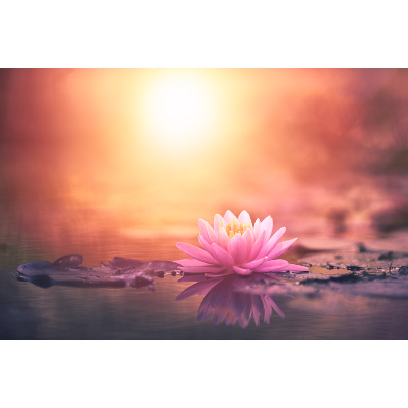 Pink Lotus Flower - Wrapped Canvas Print, 61cm H x 91cm W x 3.8cm D