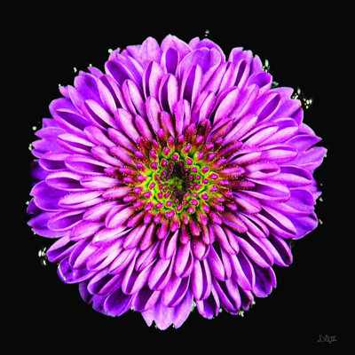 2885867_Mauve dégradé