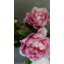 Pink Faux Peony 19.5"-200947959