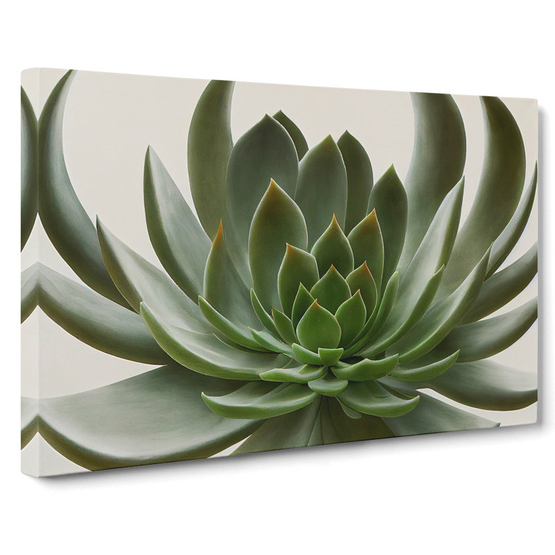Luscious Succulent Plant - Wrapped Canvas, 35cm H x 50cm W x 3cm D