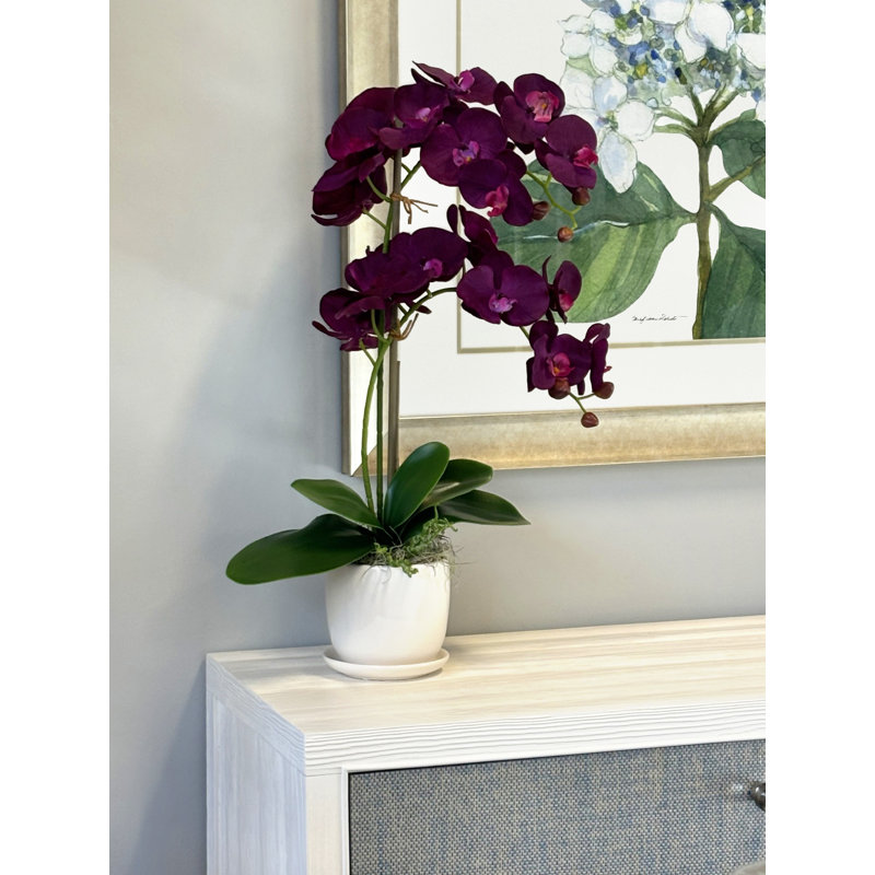 Primrue Orchid Floral Arrangement in Pot & Reviews | Wayfair