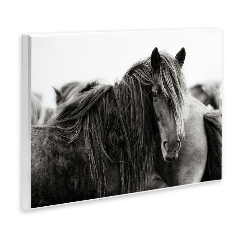 «Gazing Horse parmi le troupeau», art par PHBurchett, H 10 po x l 15 po